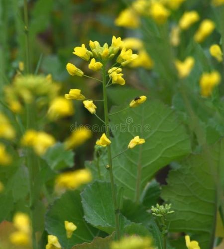 Mustard flower field is full blooming, yellow…