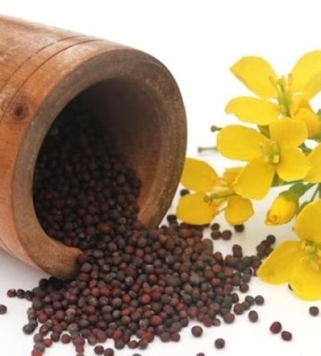 Project Report on Mustard Processing Plant 2024_ Plant Setup and Cost Involved
