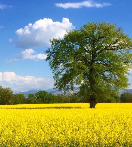 Rape fields (1)